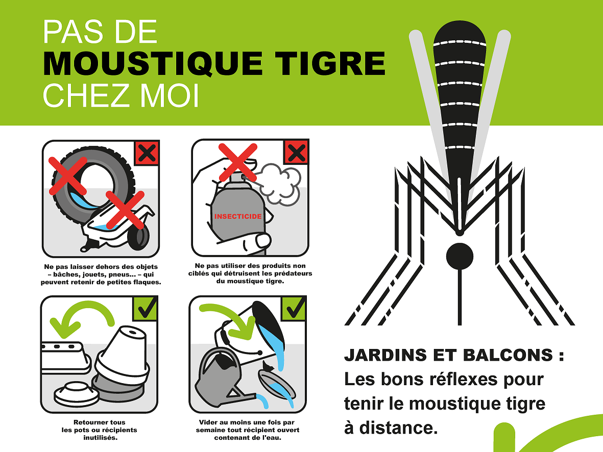 moustique tigre