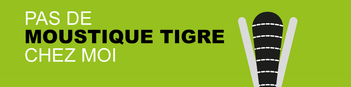 moustique tigre
