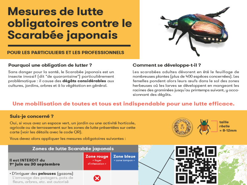 Scarabée japonais
